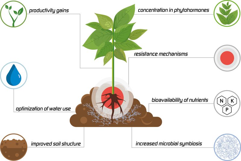 Benefits of biostimulation for successful agriculture