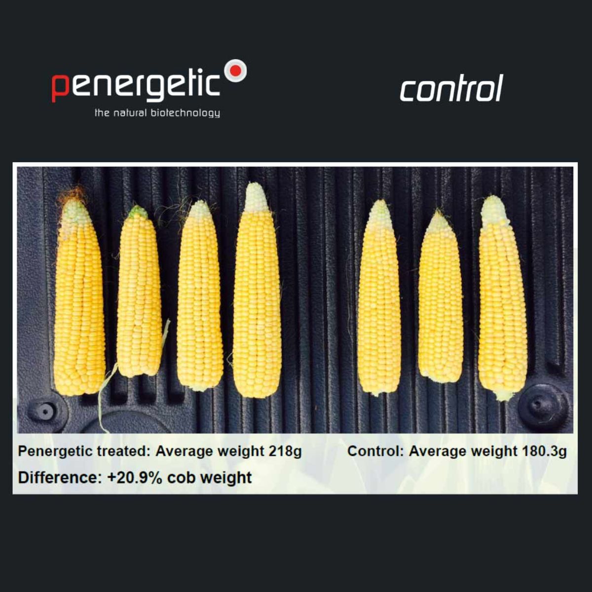 more corn yield