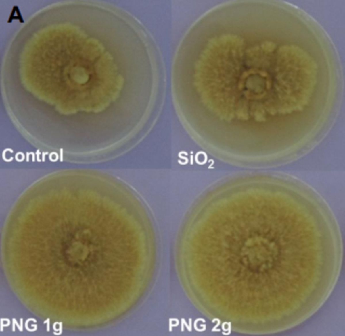 comparison im mycorrhization: Control (no treatment), SiO2 (Sikron- carrier material), PNG 1g (Penergetic 1g), PNG 2g (Penergetic 2g) 