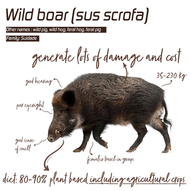 wild boar