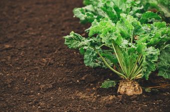 Reduce nitrogen without yield loss in sugar beet