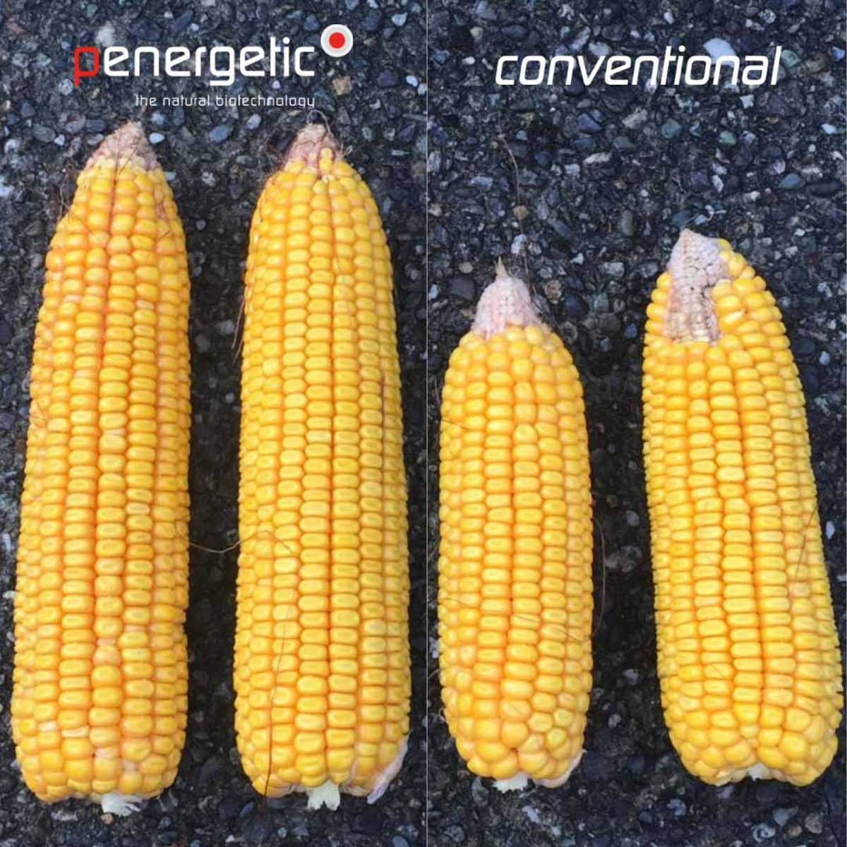 corn comparison cob with Penergetic