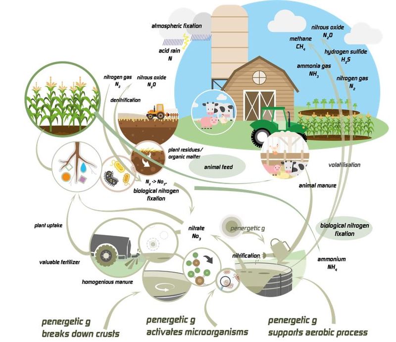 simplified nitrogen cycle penergetic g for liquid manure