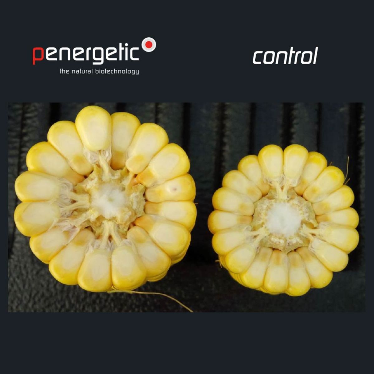 corn testimonial penergetic